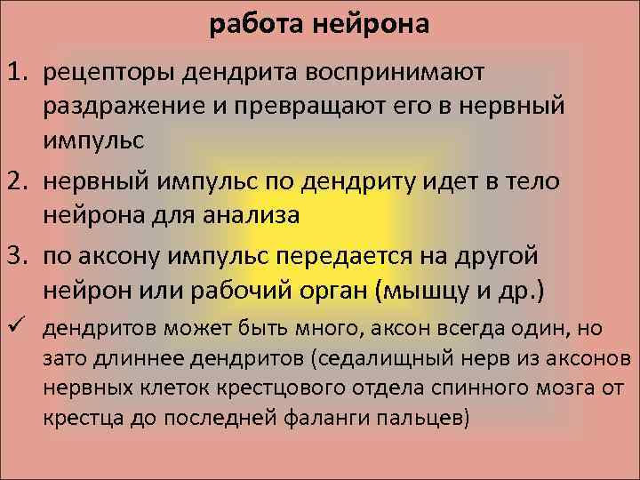 работа нейрона 1. рецепторы дендрита воспринимают раздражение и превращают его в нервный импульс 2.