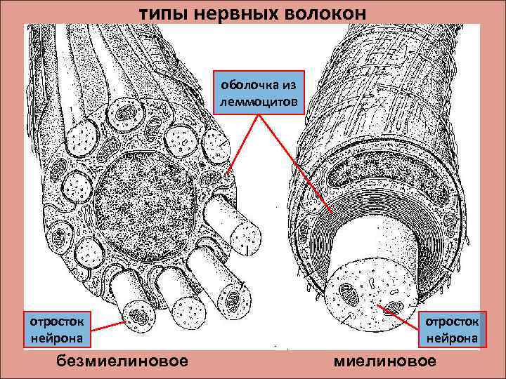 типы нервных волокон оболочка из леммоцитов отросток нейрона безмиелиновое отросток нейрона миелиновое 