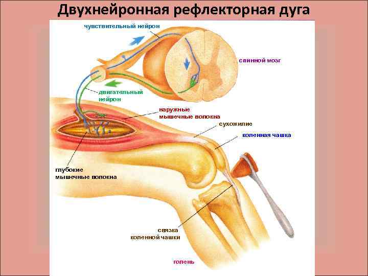 Двухнейронная рефлекторная дуга чувствительный нейрон спинной мозг двигательный нейрон наружные мышечные волокна сухожилие коленная