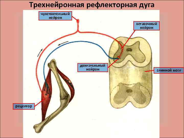 Трехнейронная рефлекторная дуга чувствительный нейрон вставочный нейрон двигательный нейрон рецептор спинной мозг 