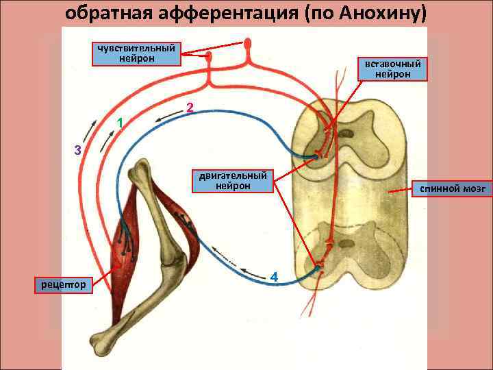 обратная афферентация (по Анохину) чувствительный нейрон вставочный нейрон 2 1 3 двигательный нейрон рецептор