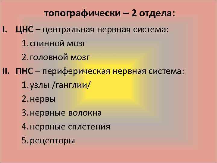 топографически – 2 отдела: I. ЦНС – центральная нервная система: 1. спинной мозг 2.