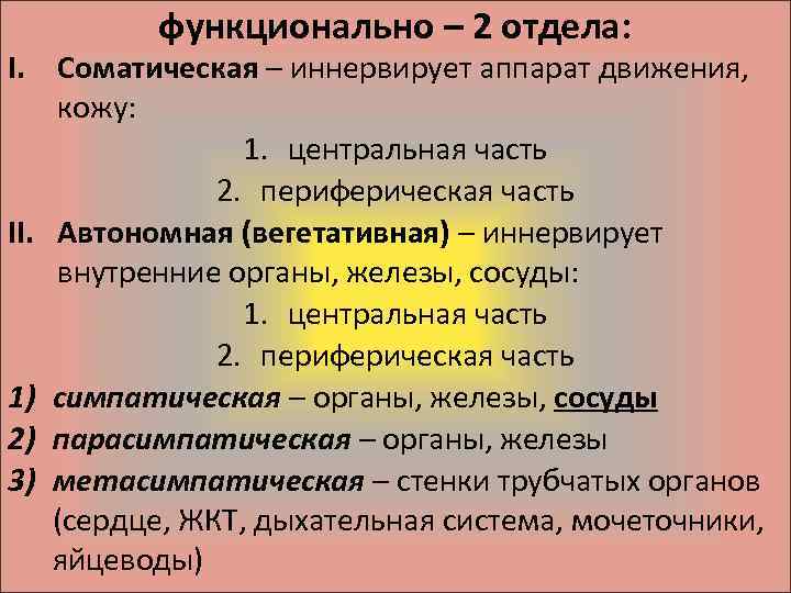 функционально – 2 отдела: I. Соматическая – иннервирует аппарат движения, кожу: 1. центральная часть