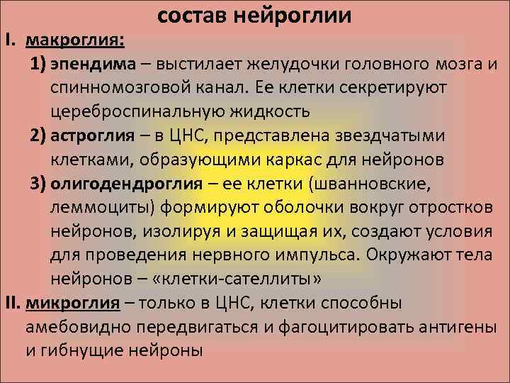 состав нейроглии I. макроглия: 1) эпендима – выстилает желудочки головного мозга и спинномозговой канал.
