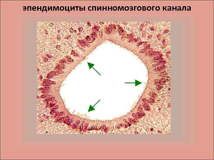 эпендимоциты спинномозгового канала 