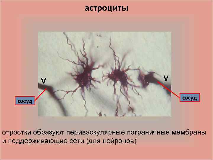 астроциты сосуд отростки образуют периваскулярные пограничные мембраны и поддерживающие сети (для нейронов) 