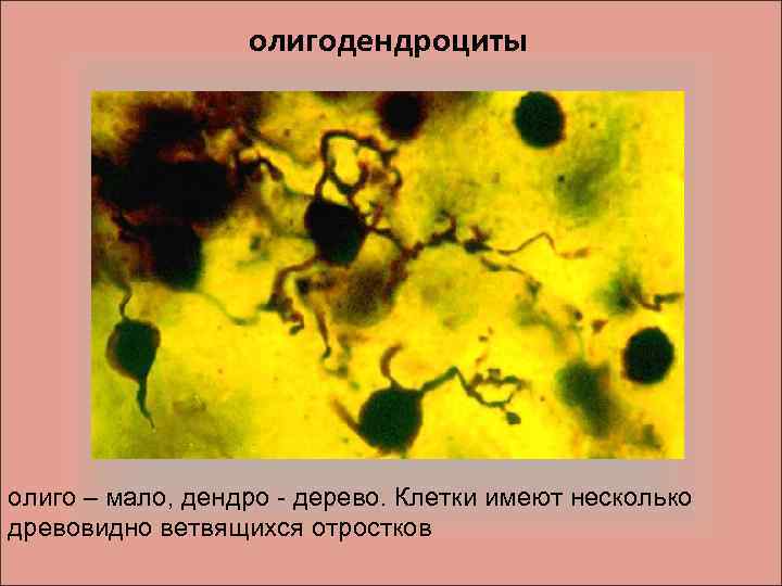 Клетки имеют отростки могут иметь. Клетки имеют отростки.