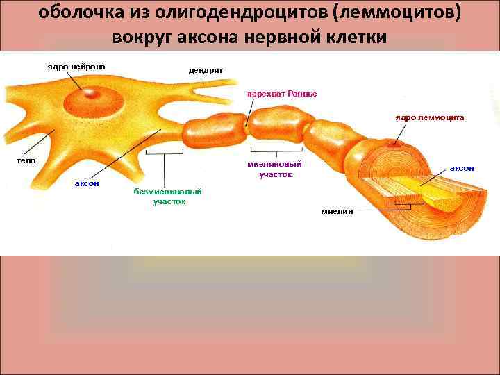 оболочка из олигодендроцитов (леммоцитов) вокруг аксона нервной клетки ядро нейрона дендрит перехват Ранвье ядро