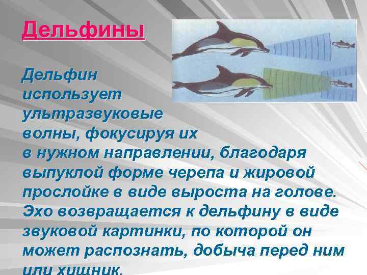 Дельфины Дельфин использует ультразвуковые волны, фокусируя их в нужном направлении, благодаря выпуклой форме черепа