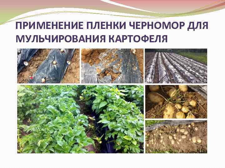 ПРИМЕНЕНИЕ ПЛЕНКИ ЧЕРНОМОР ДЛЯ МУЛЬЧИРОВАНИЯ КАРТОФЕЛЯ 