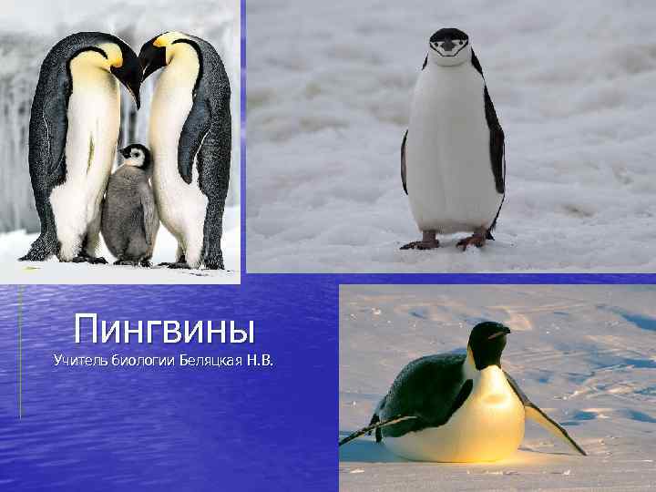 Пингвины Учитель биологии Беляцкая Н. В. 