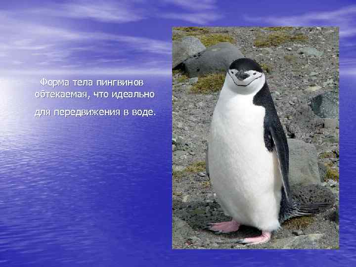 Форма тела пингвинов обтекаемая, что идеально для передвижения в воде. 