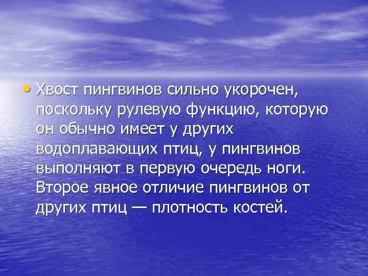  • Хвост пингвинов сильно укорочен, поскольку рулевую функцию, которую он обычно имеет у