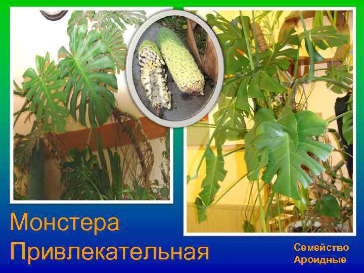 Монстера Привлекательная Семейство Ароидные 