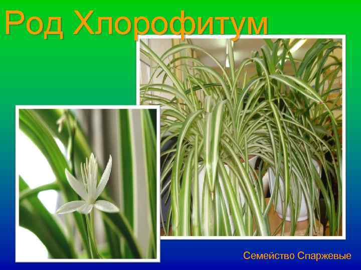 Род Хлорофитум Семейство Спаржевые 