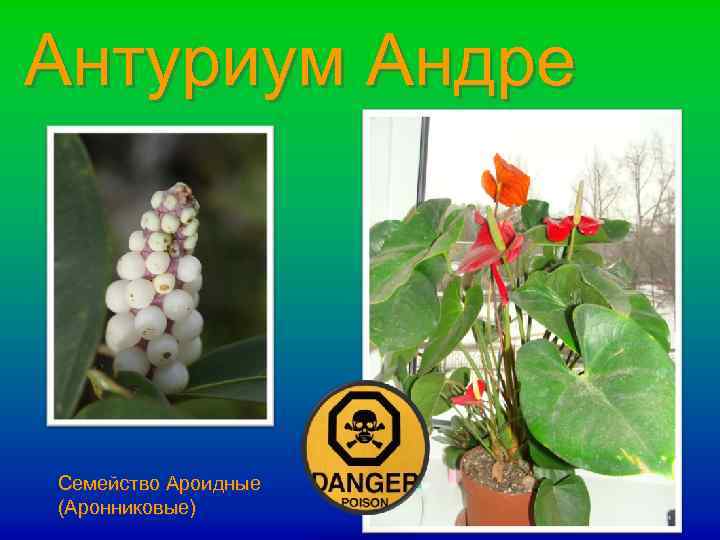 Антуриум Андре Семейство Ароидные (Аронниковые) 