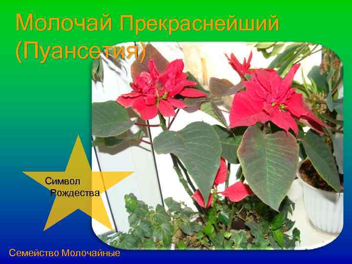Молочай Прекраснейший (Пуансетия) Символ Рождества Семейство Молочайные 