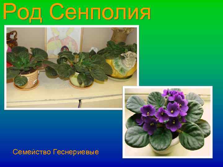 Род Сенполия Семейство Геснериевые 