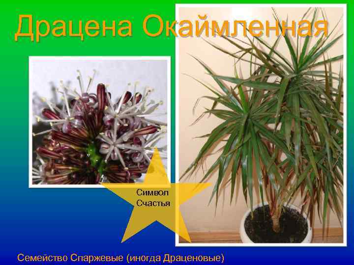 Драцена Окаймленная Символ Счастья Семейство Спаржевые (иногда Драценовые) 