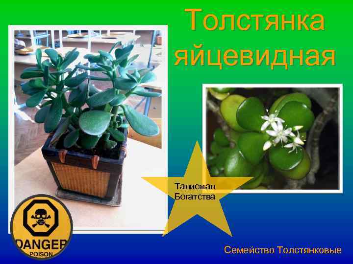 Толстянка яйцевидная Талисман Богатства Семейство Толстянковые 