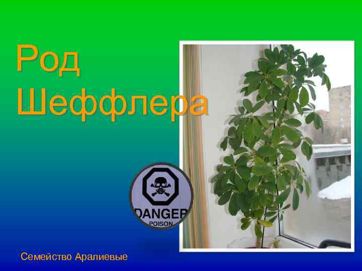 Род Шеффлера Семейство Аралиевые 