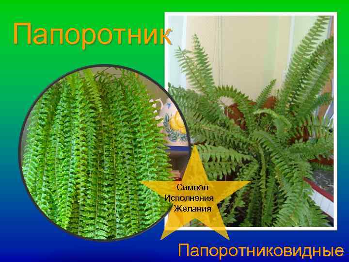 Папоротник Символ Исполнения Желания Папоротниковидные 