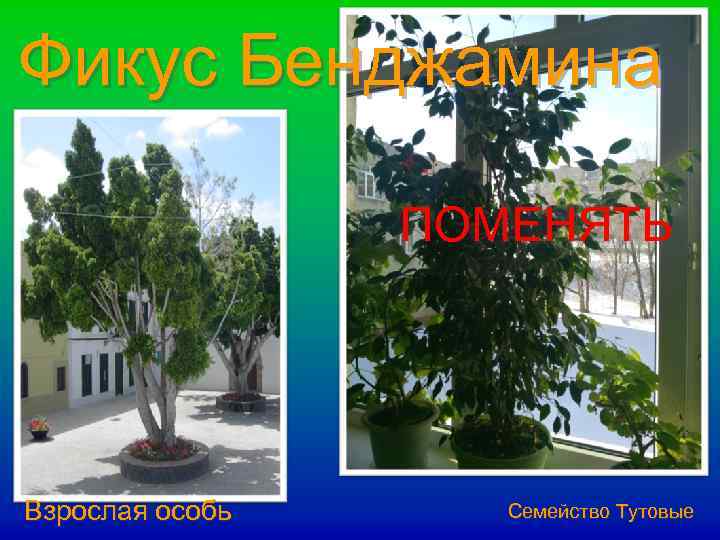 Фикус Бенджамина ПОМЕНЯТЬ Взрослая особь Семейство Тутовые 