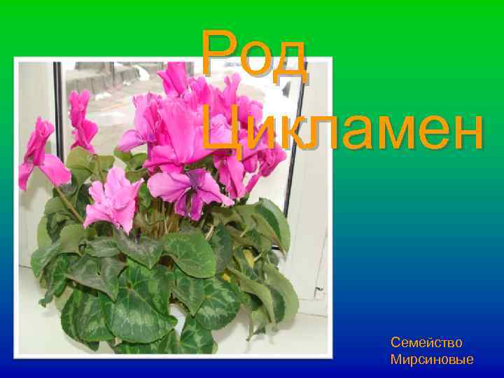 Род Цикламен Семейство Мирсиновые 