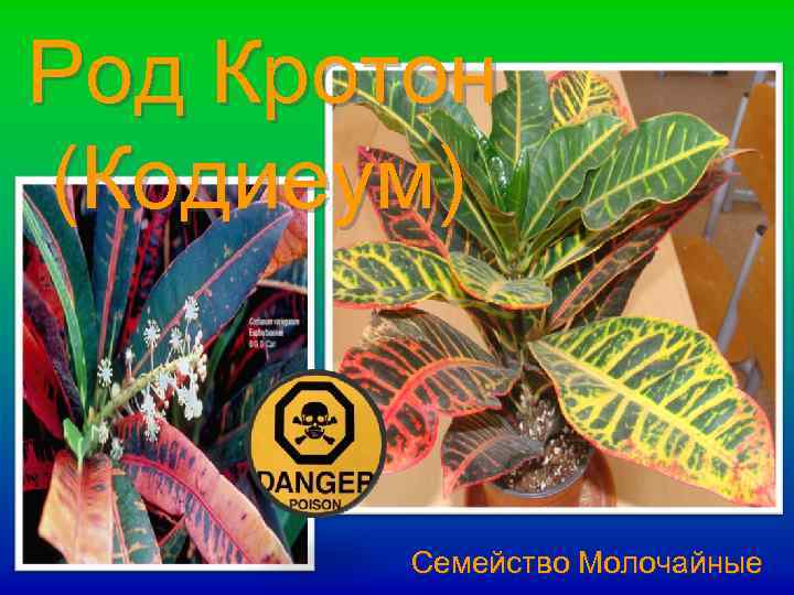 Род Кротон (Кодиеум) Семейство Молочайные 