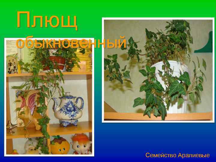 Плющ обыкновенный Семейство Аралиевые 