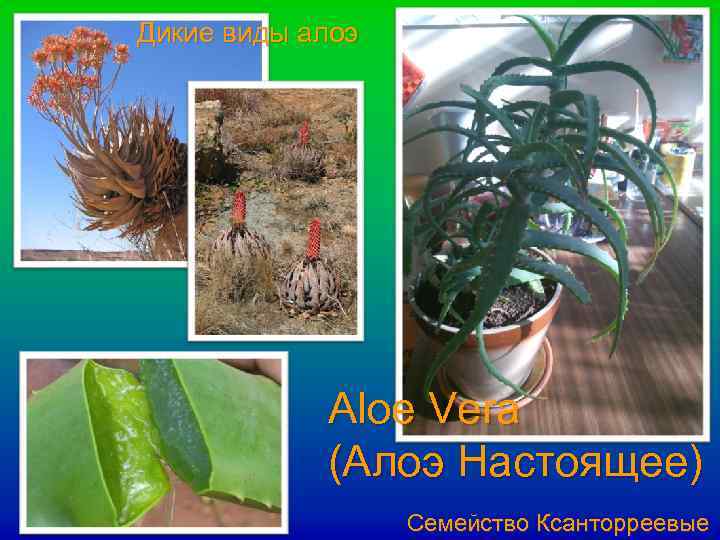 Дикие виды алоэ Aloe Vera (Алоэ Настоящее) Семейство Ксанторреевые 