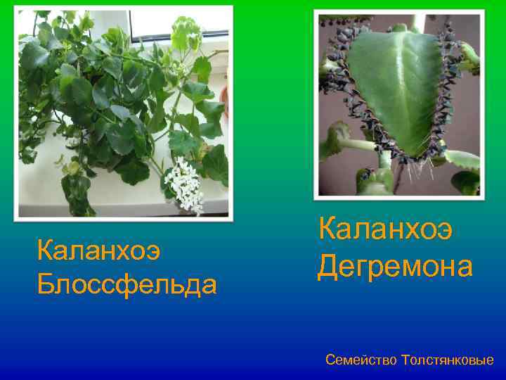 Каланхоэ Блоссфельда Каланхоэ Дегремона Семейство Толстянковые 