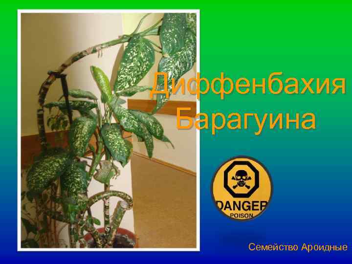 Диффенбахия Барагуина Семейство Ароидные 