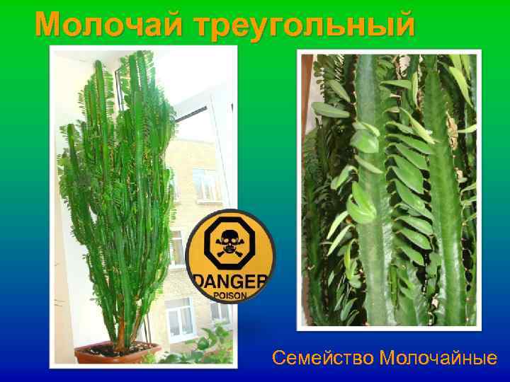 Молочай треугольный Семейство Молочайные 