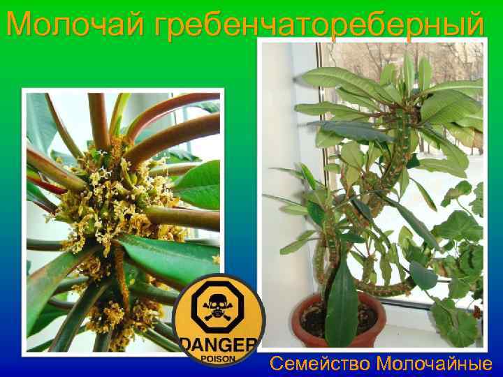 Молочай гребенчатореберный Семейство Молочайные 