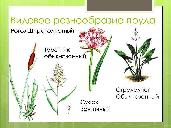 Видовое разнообразие пруда Рогоз Широколистный Тростник обыкновенный Сусак Зонтичный 