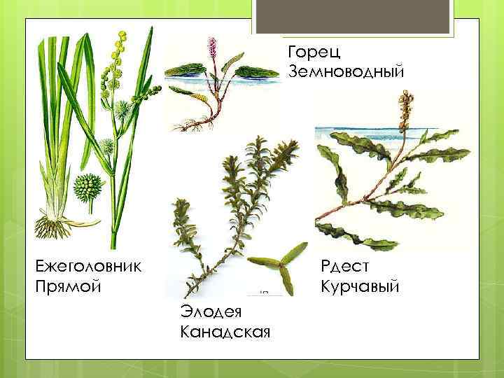 Горец Земноводный Ежеголовник Прямой Рдест Курчавый Элодея Канадская 