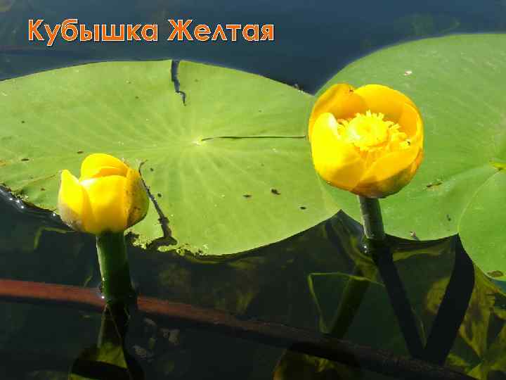 Кубышка Желтая 