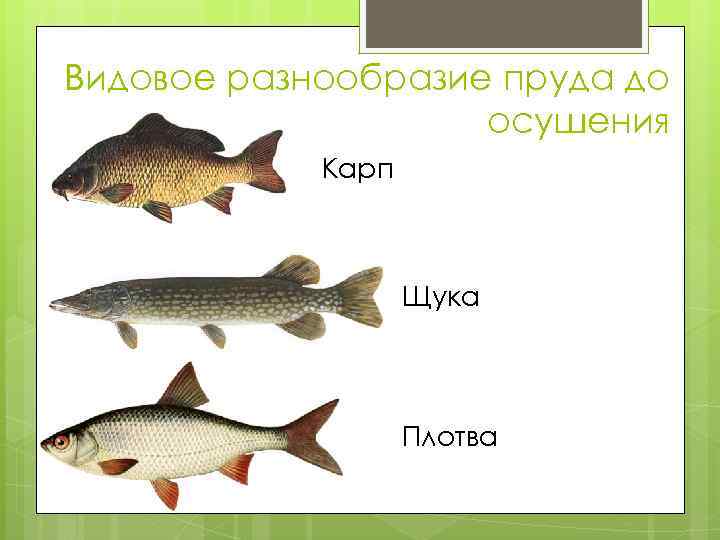 Видовое разнообразие пруда до осушения Карп Щука Плотва 