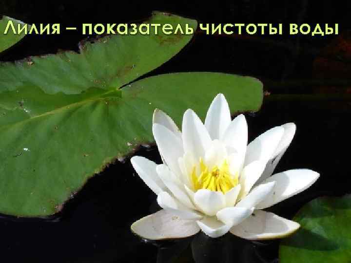 Лилия – показатель чистоты воды 