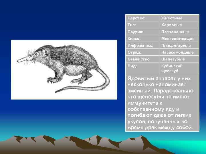 Царство: Животные Тип: Хордовые Подтип: Позвоночные Класс: Млекопитающие Инфракласс: Плацентарные Отряд: Насекомоядные Семейство Щелезубые