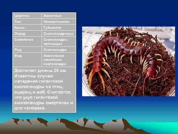 Царство: Животные Тип: Членистоногие Класс: Губоногие Отряд: Сколопендровые Семейство Сколопендры настоящие Род: Сколопендра Вид: