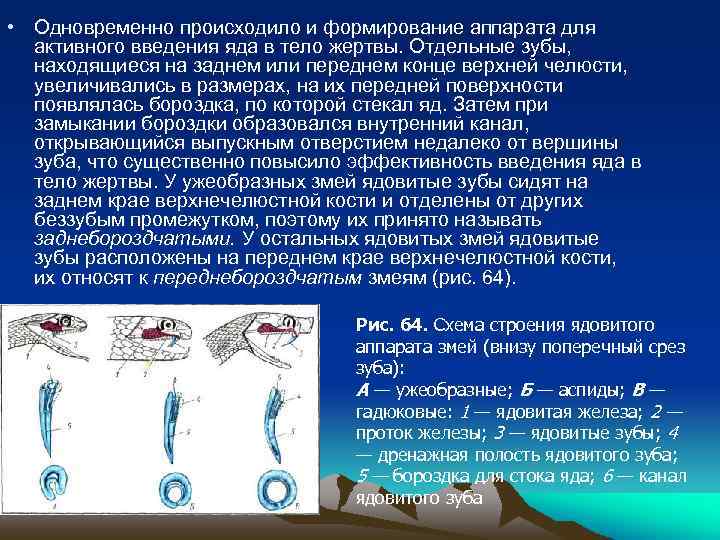  • Одновременно происходило и формирование аппарата для активного введения яда в тело жертвы.