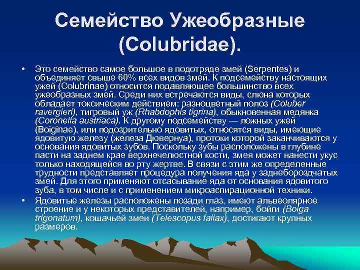 Семейство Ужеобразные (Colubridae). • • Это семейство самое большое в подотряде змей (Serpentes) и