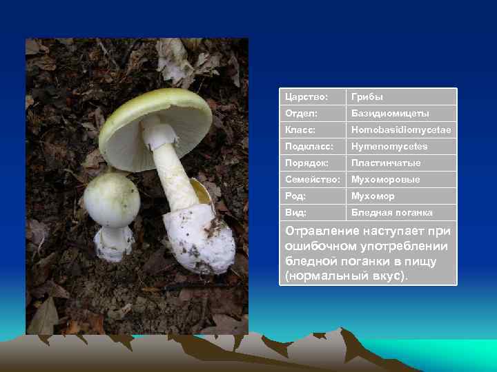 Царство: Грибы Отдел: Базидиомицеты Класс: Homobasidiomycetae Подкласс: Hymenomycetes Порядок: Пластинчатые Семейство: Мухоморовые Род: Мухомор