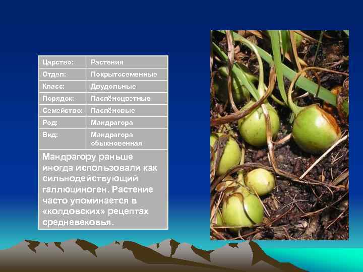 Царство: Растения Отдел: Покрытосеменные Класс: Двудольные Порядок: Паслёноцветные Семейство: Паслёновые Род: Мандрагора Вид: Мандрагора