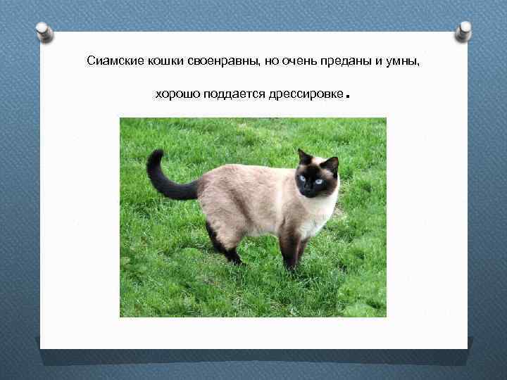 Сиамские кошки своенравны, но очень преданы и умны, хорошо поддается дрессировке . 