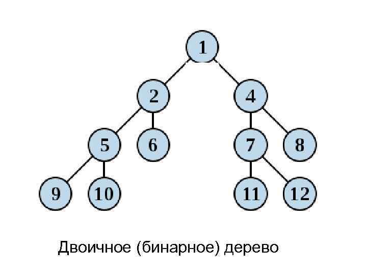Двоичное (бинарное) дерево 