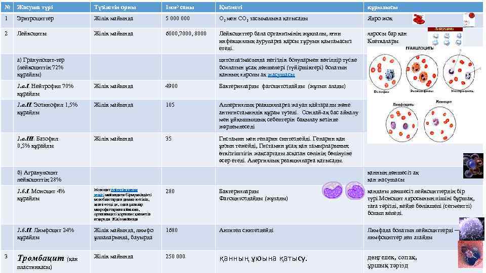 № Жасуша түрі Түзілетін орны 1 мм 3 саны Қызметі құрылысы 1 Эритроциттер Жілік