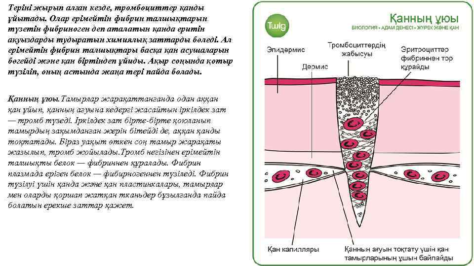 Теріні жырып алған кезде, тромбоциттер қанды ұйытады. Олар ерімейтін фибрин талшықтарын түзетін фибриноген деп